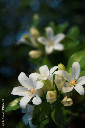 Abstract art of flower background. Orange jasmine. Murraya paniculata, Chalcas paniculata, Chalcas exotica, Murraya exotica, white flowers.