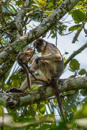 Wild ugandan red colobus monkey with a newborn sitting on the branch, Kibale National Forest, Uganda.