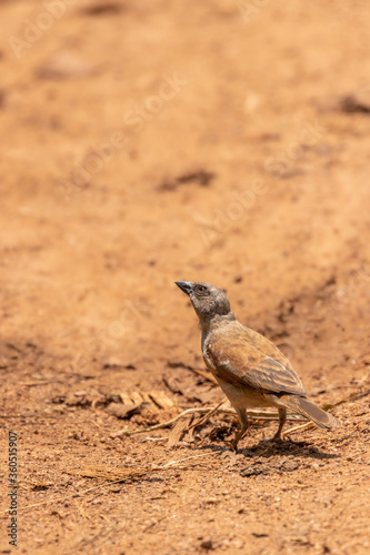 Northern grey-headed sparrow (Passer griseus) on the ground, Kibale National Forest, Uganda. © Gunter