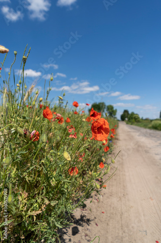 Poppies in the field on a sunny summer day. Polish countryside.