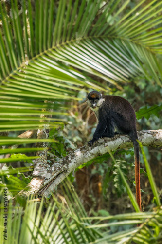 A Schmidt s Red-tailed Monkey stares curiously from the branches of a tree when the family troop takes a rest break  Kibale National Forest  Uganda.