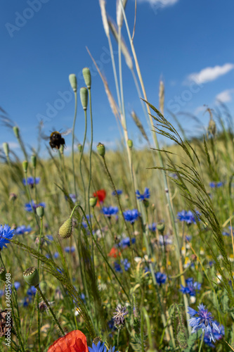 A summer meadow full of flowers