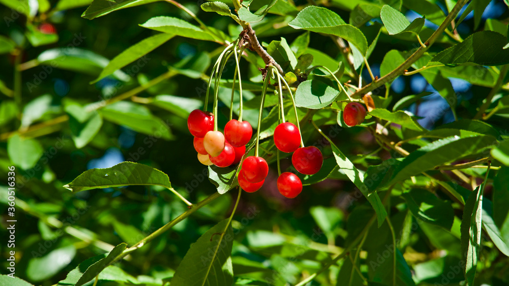 Cherry. Red cherries. The first fresh cherries of the summer season.