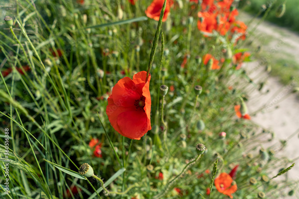 Obraz premium Red poppies in a field by the road