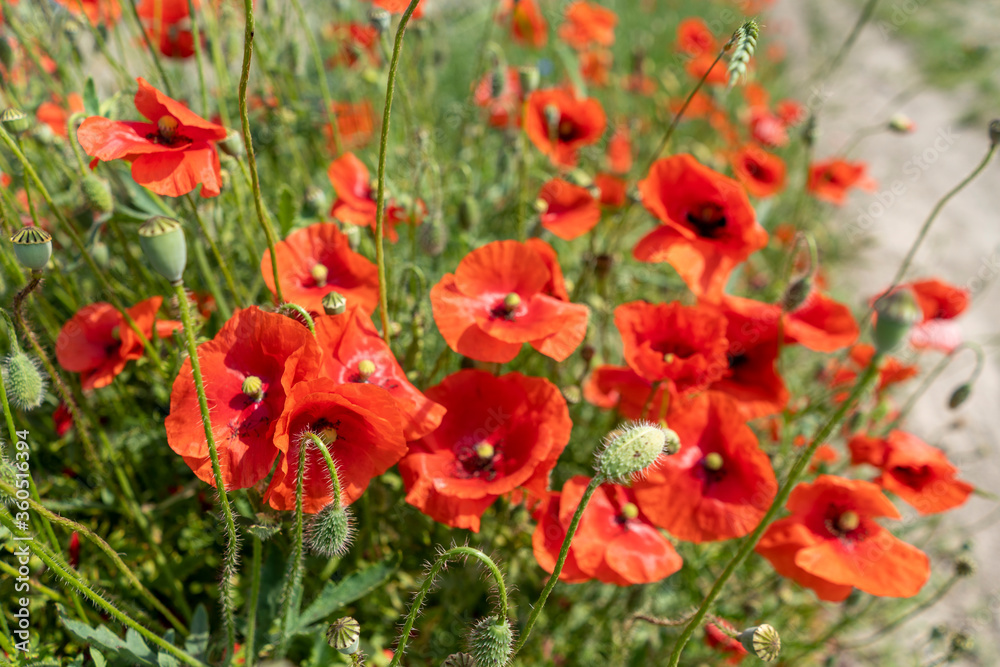 Red poppies in a field by the road Red poppies in a field by the road