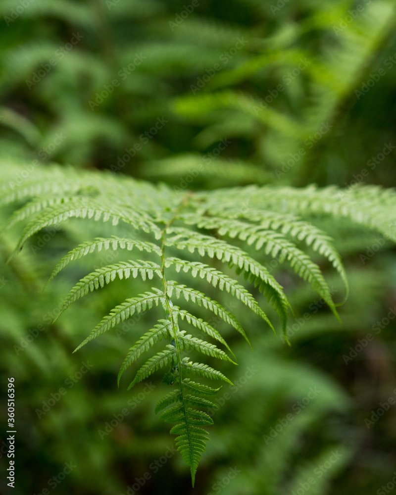 Fern leaves in the forest. Close up Fern leaves in the forest. Close up