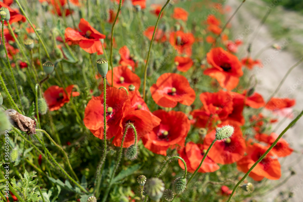 Red poppies in a field by the road Red poppies in a field by the road