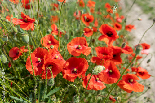 Red poppies in a field by the road