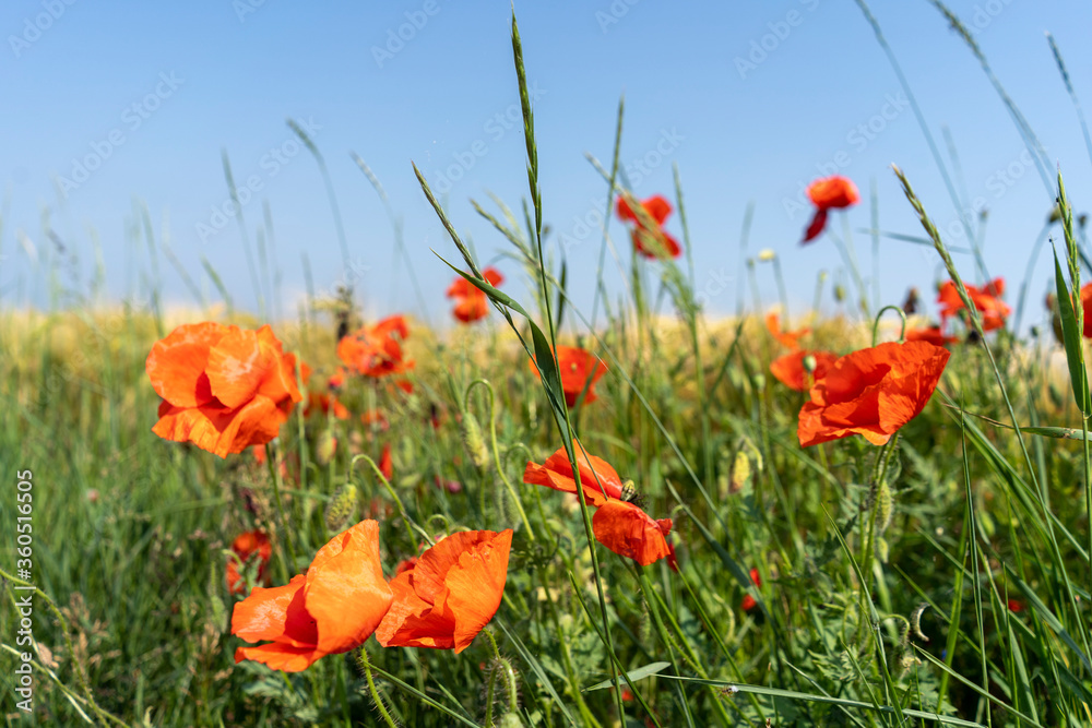 Red poppies in a field by the road Red poppies in a field by the road