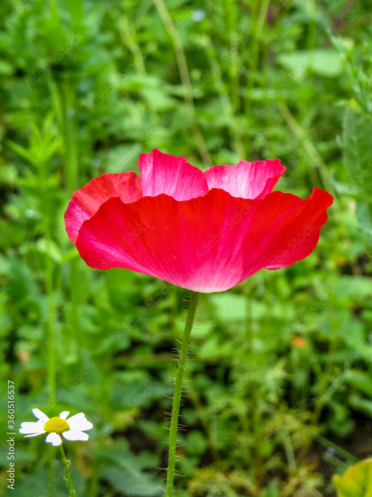 single poppy in wildflower meadow single poppy in wildflower meadow