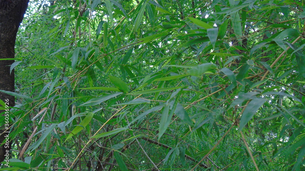 green grass with dew drops green grass with dew drops