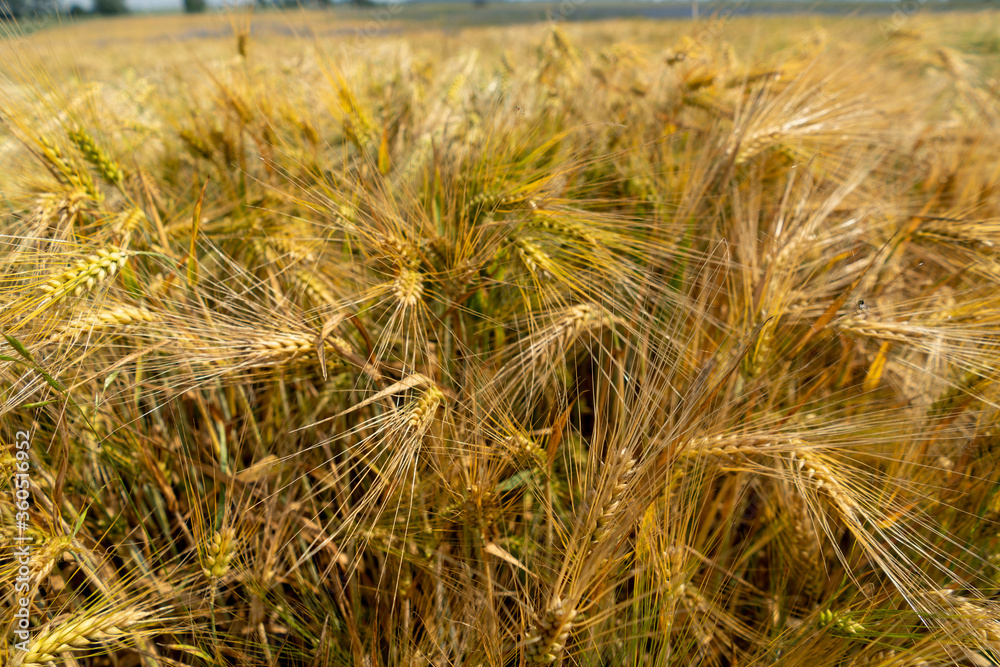 Fototapeta premium Close up of a cornfield against a field background on a beautiful summer day.