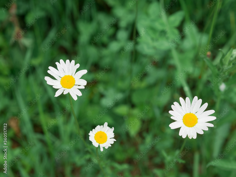 Oxeye daisy flowers. Green grass background Oxeye daisy flowers. Green grass background