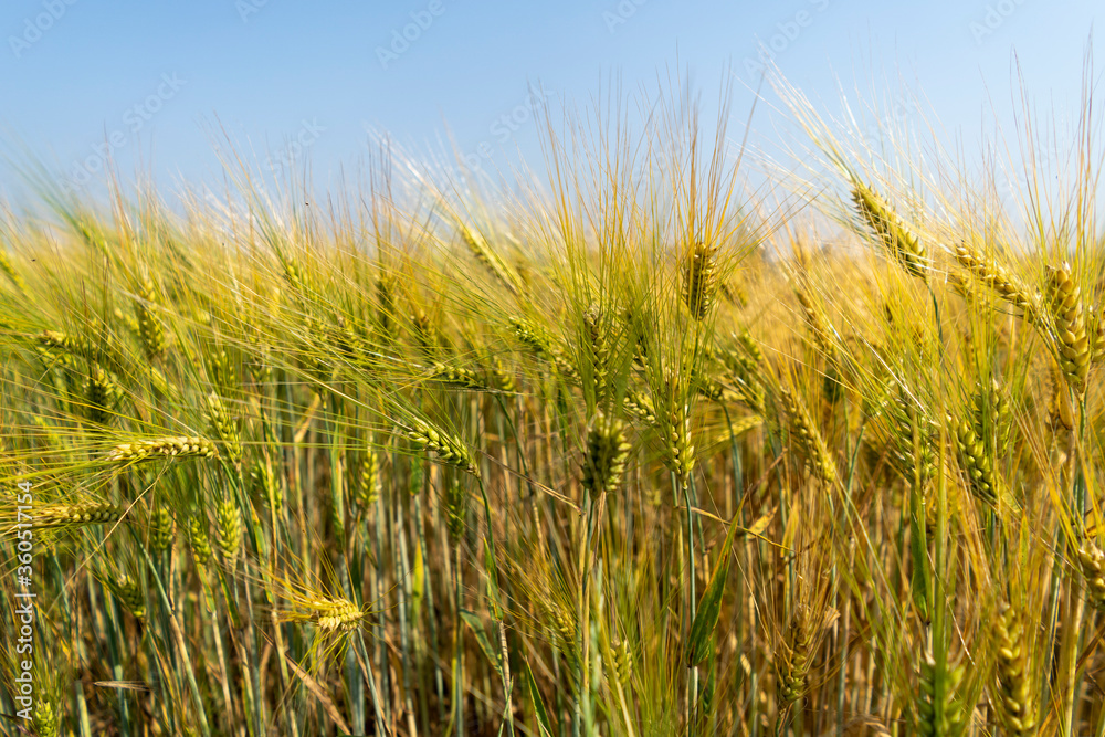 Close up of a cornfield against a field background on a beautiful summer day. Close up of a cornfield against a field background on a beautiful summer day.