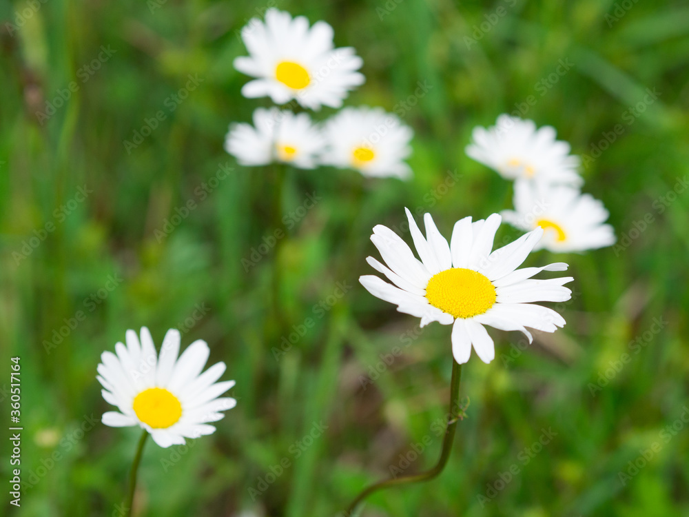 White yellow oxeye daisy flowers on the meadow White yellow oxeye daisy flowers on the meadow