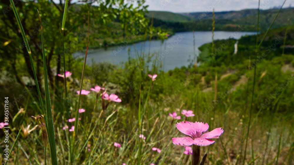 Wild pink flowers and lake in the background. Cloudy blue sky and lake landscape.