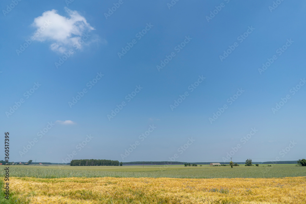 Beautiful views of the grain fields in the Polish countryside on a beautiful summer day.