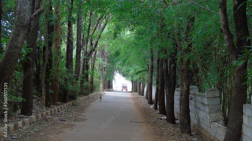 Fototapeta premium path in the park
