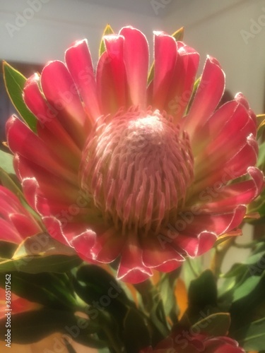 Königs-Protea