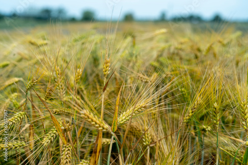 Wallpaper Mural Panorama of wheat field. Background of ripening ears of wheat field. Beautiful Nature Landscape.  Torontodigital.ca