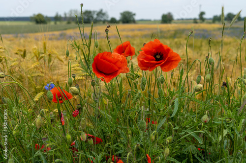 Fototapeta Naklejka Na Ścianę i Meble -  Summer field meadow