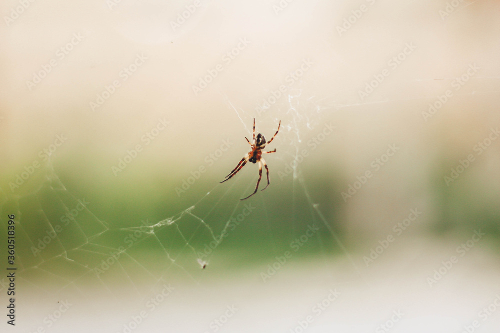 Little spider in web on blurry background. Little spider in web on blurry background.
