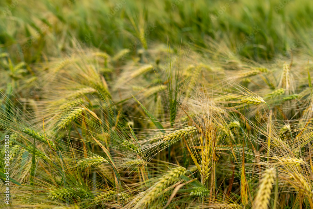 Panorama of wheat field. Background of ripening ears of wheat field. Beautiful Nature Landscape. Panorama of wheat field. Background of ripening ears of wheat field. Beautiful Nature Landscape.