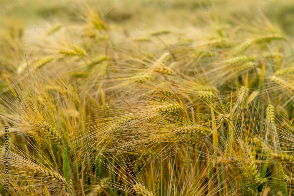 Panorama of wheat field. Background of ripening ears of wheat field. Beautiful Nature Landscape. Panorama of wheat field. Background of ripening ears of wheat field. Beautiful Nature Landscape.