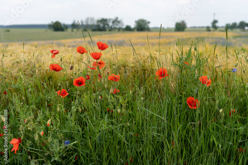 Red poppies in the field