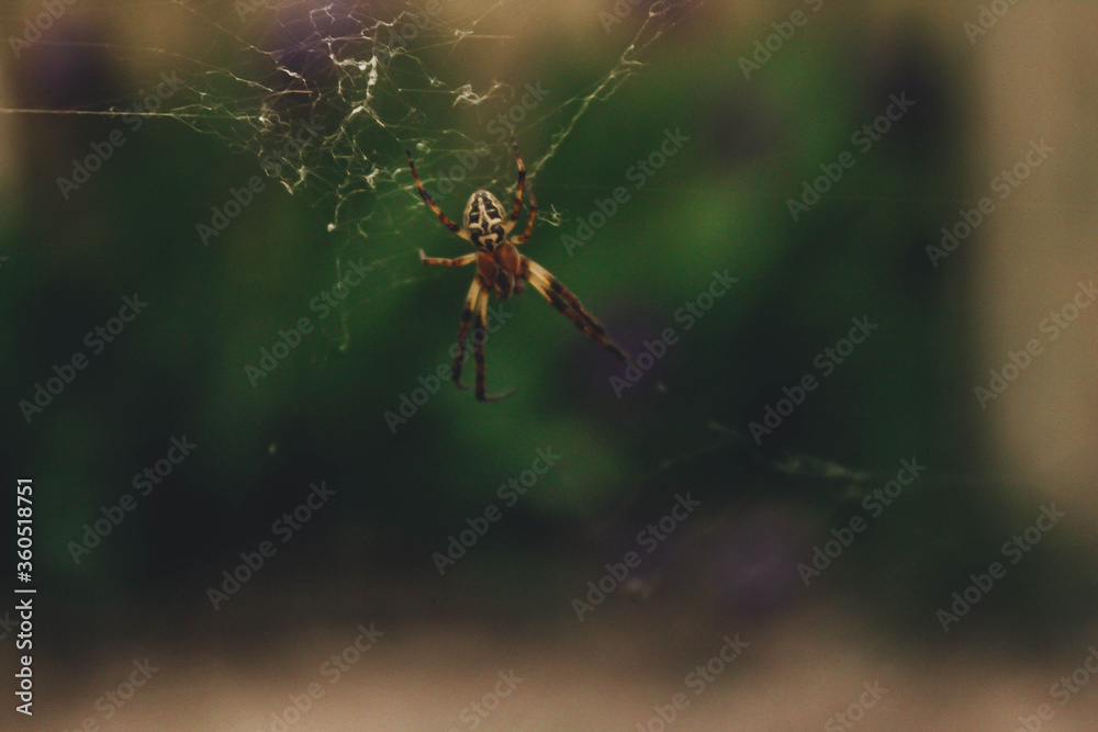 Little spider in web on blurry background. Little spider in web on blurry background.