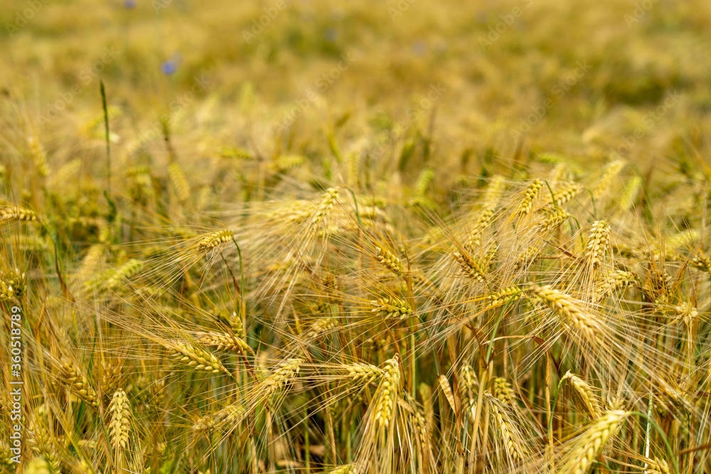 Fototapeta premium Panorama of wheat field. Background of ripening ears of wheat field. Beautiful Nature Landscape. 