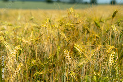 Panorama of wheat field. Background of ripening ears of wheat field. Beautiful Nature Landscape. 