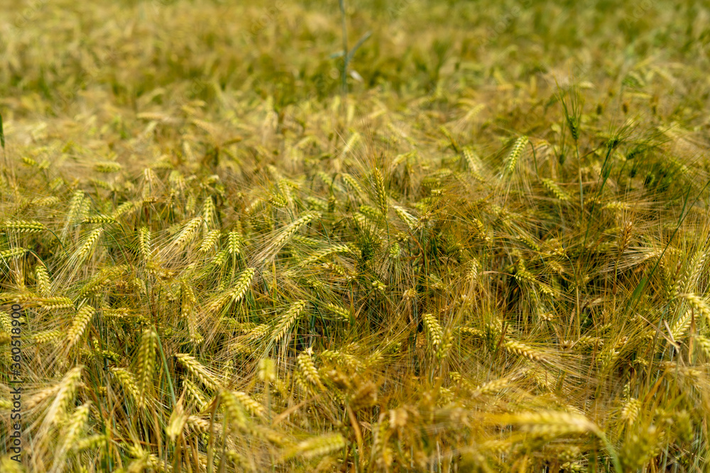 Fototapeta premium Panorama of wheat field. Background of ripening ears of wheat field. Beautiful Nature Landscape. 