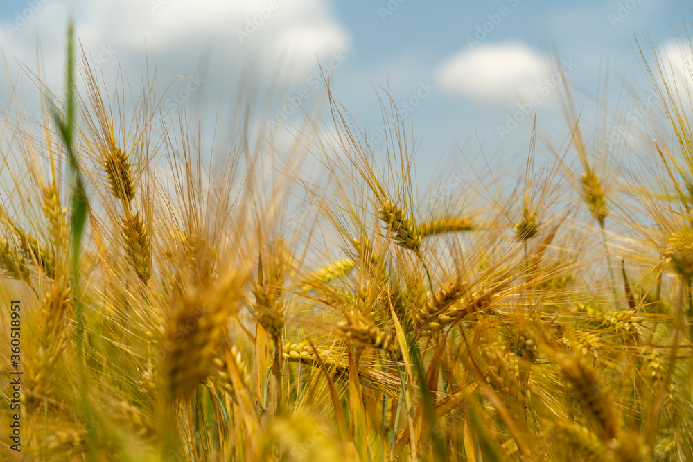 Panorama of wheat field. Background of ripening ears of wheat field. Beautiful Nature Landscape. 