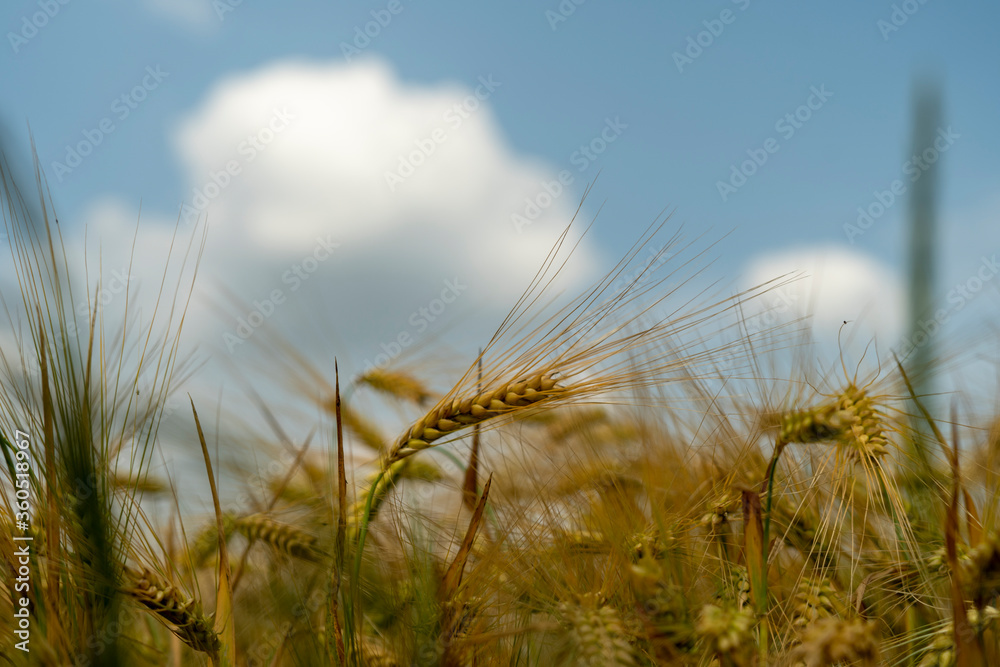 Fototapeta premium Panorama of wheat field. Background of ripening ears of wheat field. Beautiful Nature Landscape.