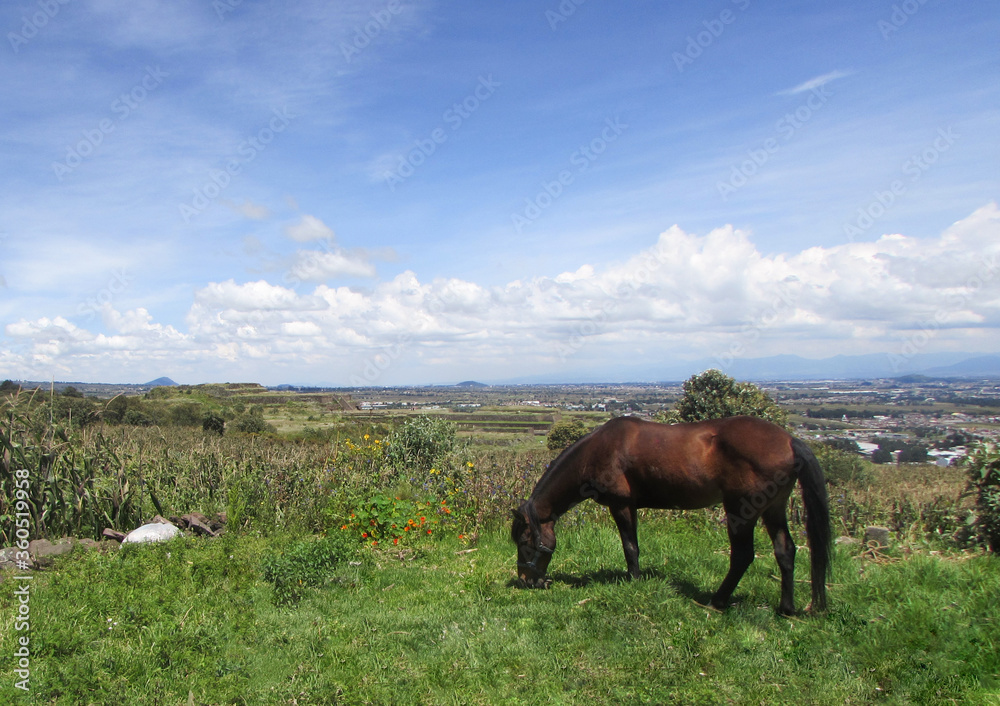 Obraz premium caballo campo