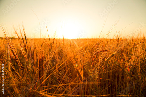 wheat field