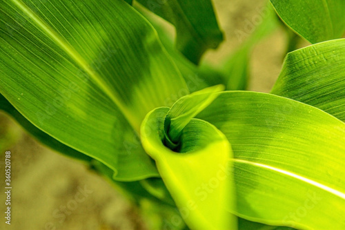 Corn