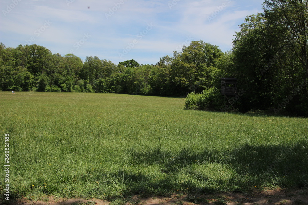 Obraz premium Lainzer Tiergarten