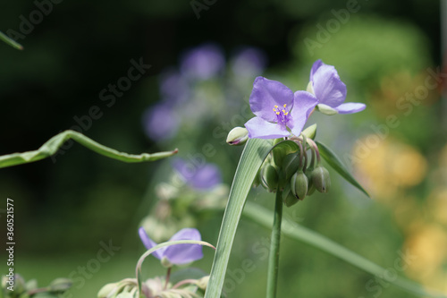 Beautiful summer flowers of New England 