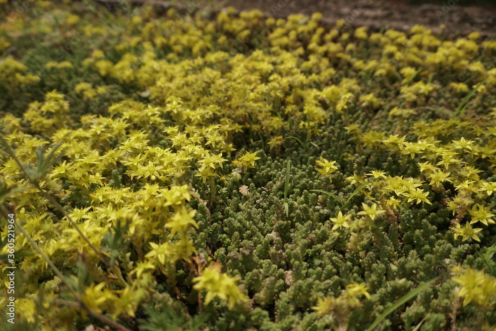 Stonecrop (Sedum Acre) Close Up