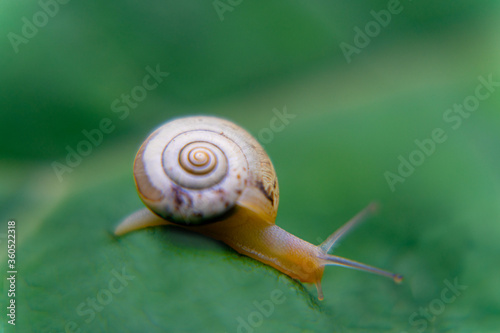 snail on green leaf