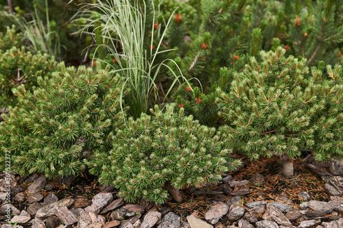mugo pines in landscaping photo