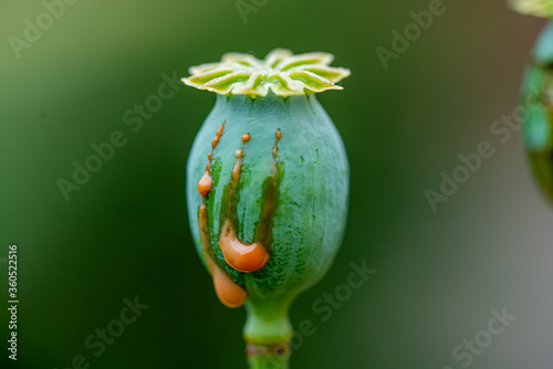 Photography Opium Poppy, Papaver somniferum, Seed Head, opium latex