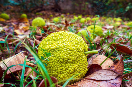 Maclura fruit lies on the fallen autumn foliage. Adam's apple photo