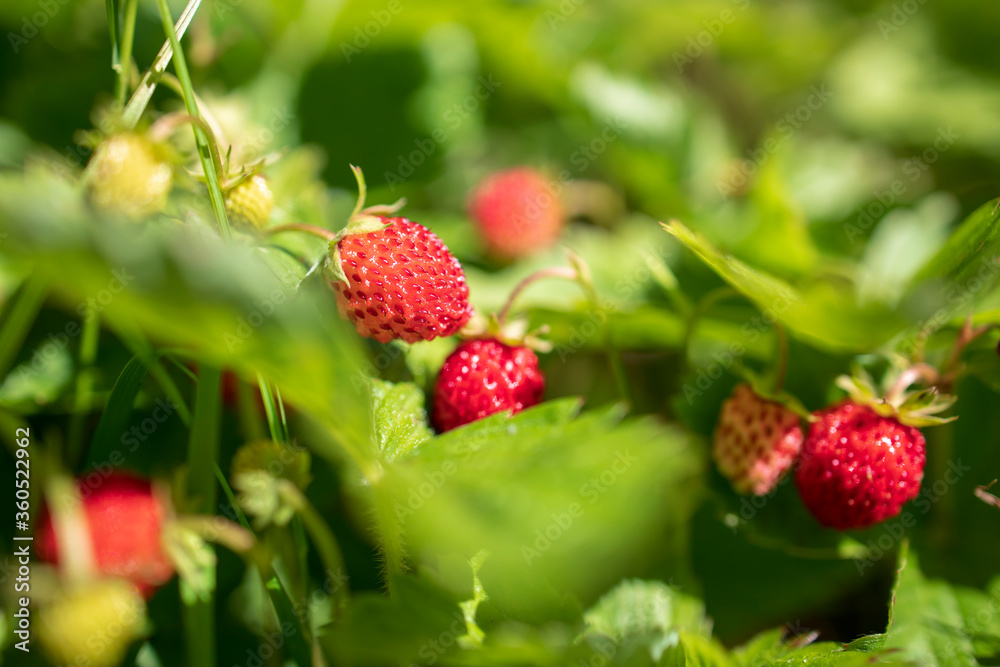 Wild strawberries on the branch in nature Wild strawberries on the branch in nature