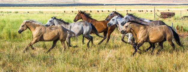 Foto auf Leinwand Pferde Eine Herde galoppierender Pferde auf einer Rinderfarm in der Nähe von Paulina, Oregon  © Bob