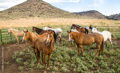 Horses in a corral on a cattle ranch near Paulina, Oregon.