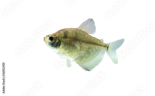 Tropical Black skirt tetra (Black widow) Gymnocorymbus ternetzi from small and slow moving creeks of South America isolated on white