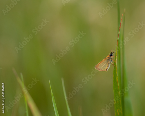 skipper butterfly on grass